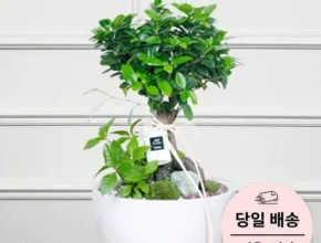 2024년 최고의 승진화분 꼼꼼한 후기