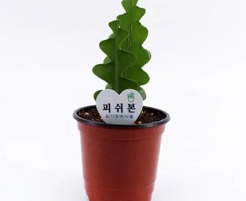 전문가가 알려주는 꿀템 피쉬본 합리적 가격 베스트8 상품