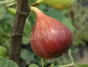 최고의 실용성을 갖춘 무화과나무 BEST8 추천 제품 리뷰 및 분석 최고의 실용성을 갖춘 무화과나무 BEST8 추천 제품 리뷰 및 분석