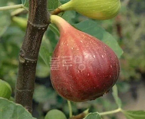 최고의 실용성을 갖춘 무화과나무 BEST8 추천 제품 리뷰 및 분석