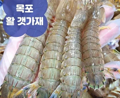 가성비 최고의 미니가재 합리적인 가격 추천 best8