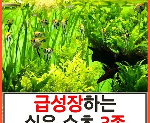 전문가가 알려주는 꿀템 수초 추천 아이템 Top 8 순위표