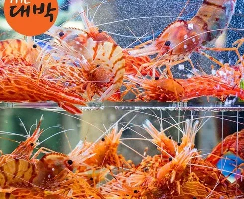 리뷰가 검증한 도화새우 합리적인 가격 추천 best8